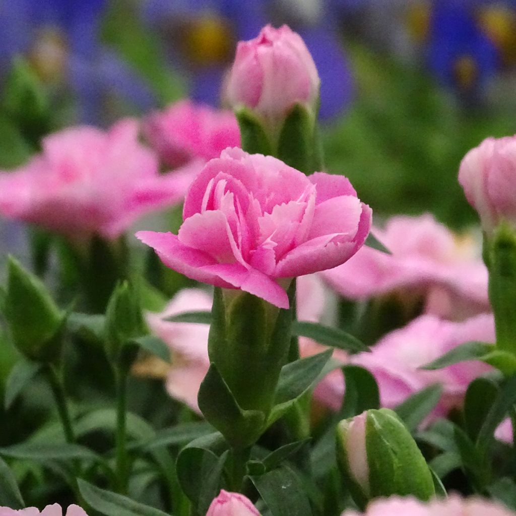 Neilikka Sunflor Evert