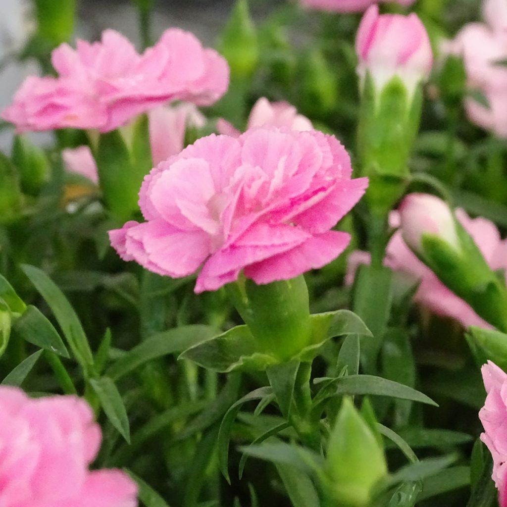 Neilikka Sunflor Evert