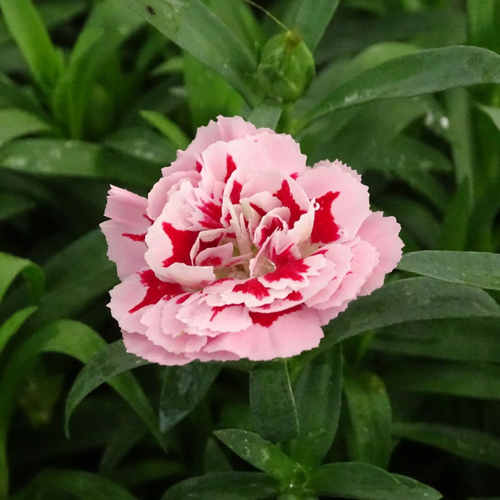 Neilikka Sunflor Megan