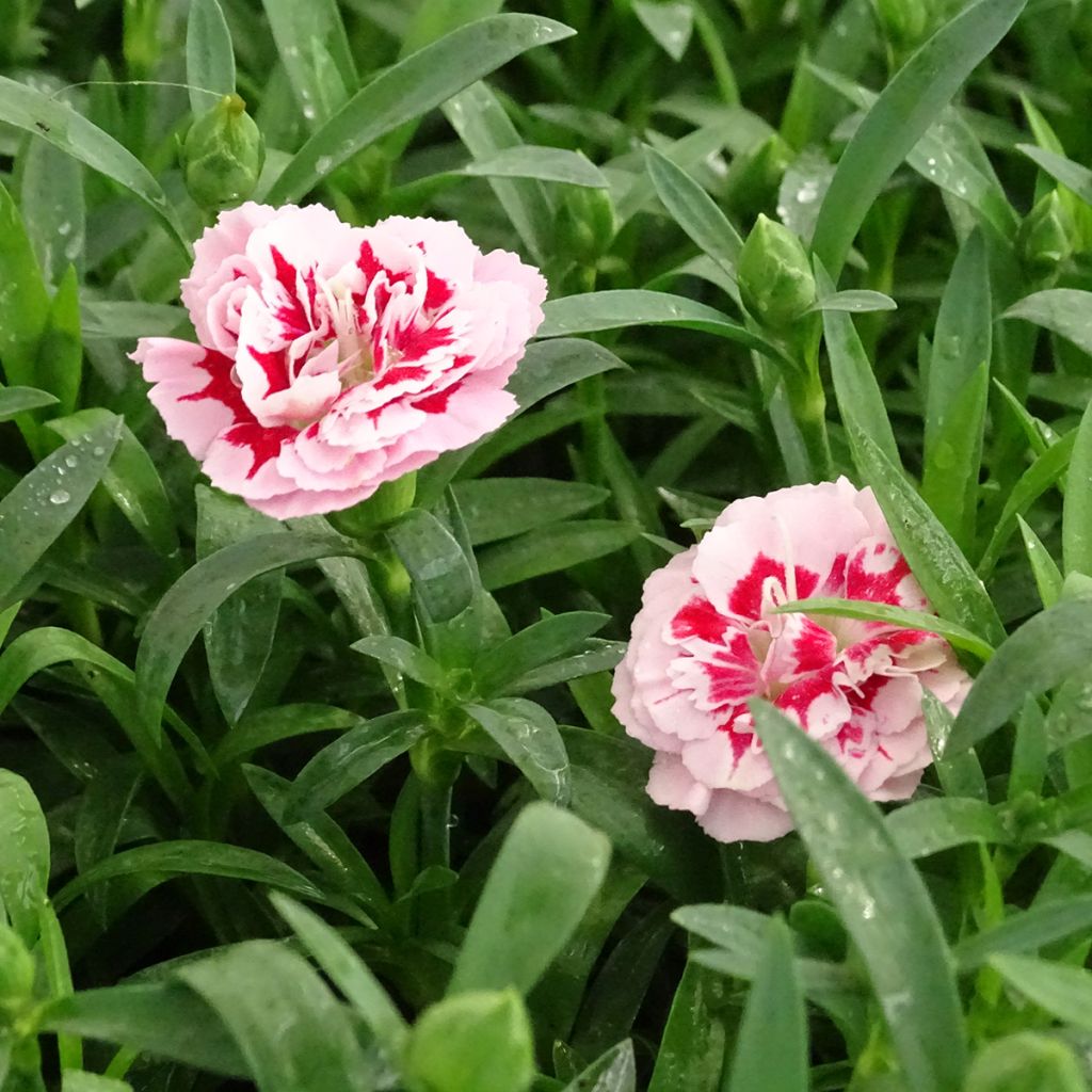 Neilikka Sunflor Megan