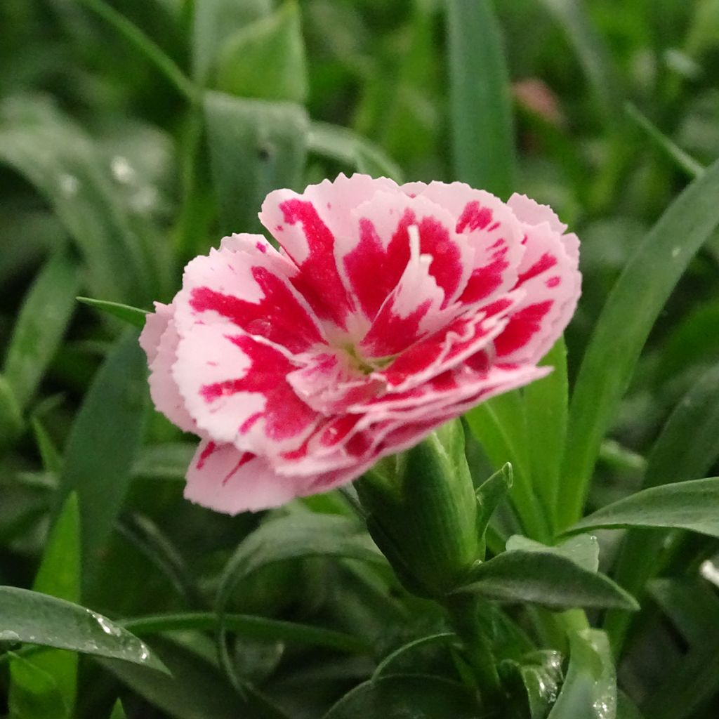 Neilikka Sunflor Megan