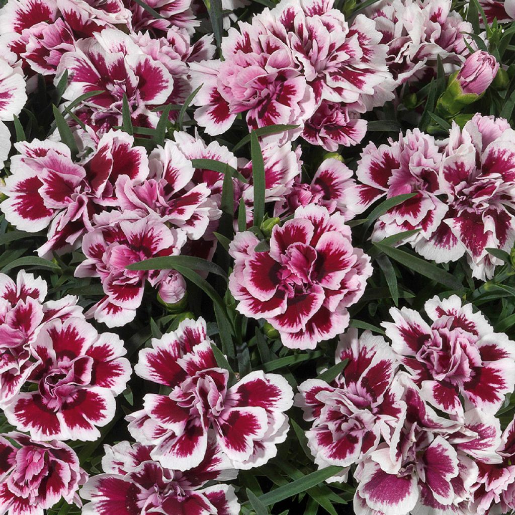Harjaneilikka Sunflor Red Esta
