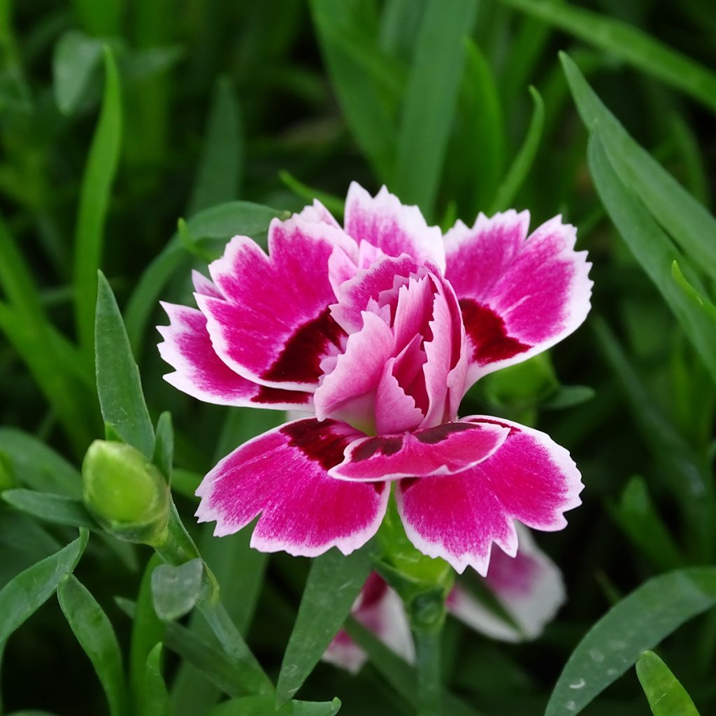 Harjaneilikka Sunflor Red Esta