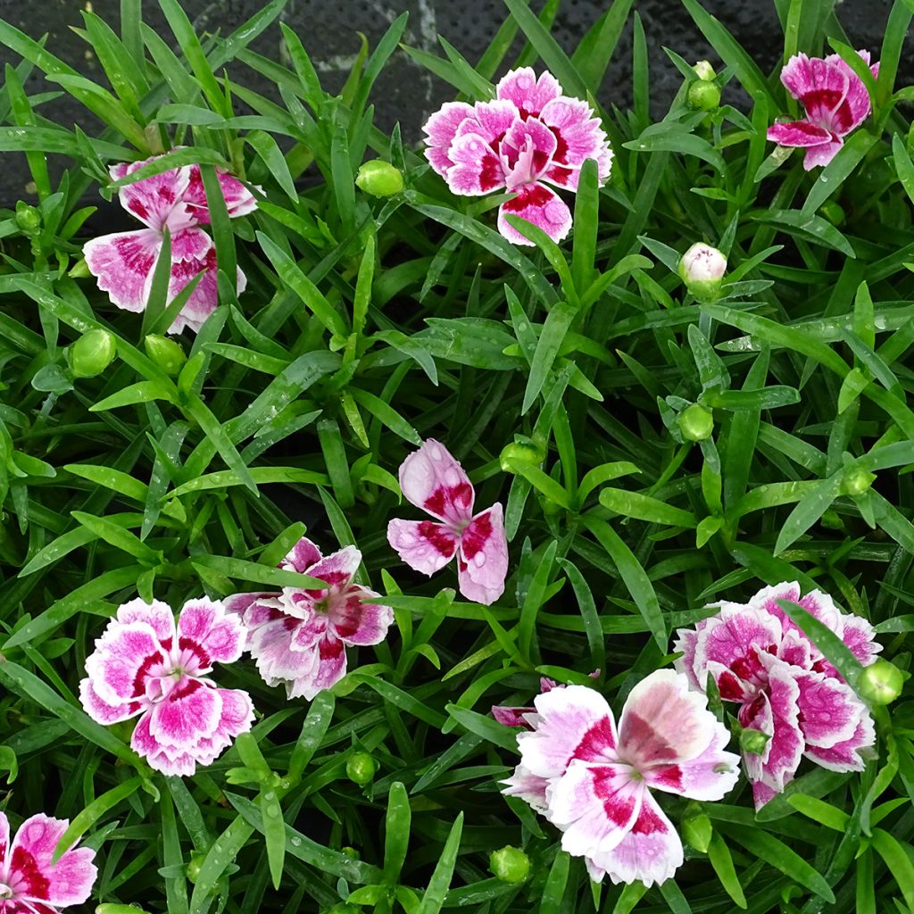 Harjaneilikka Sunflor Red Esta