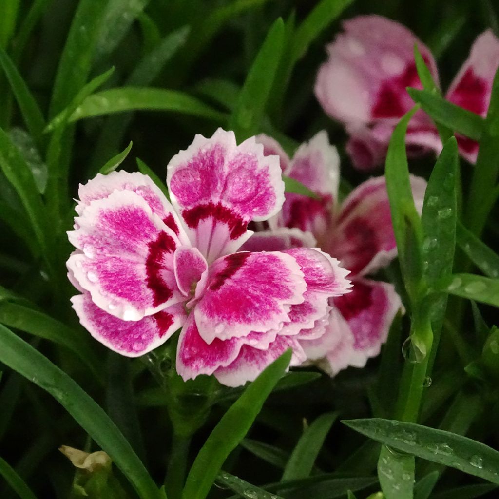 Harjaneilikka Sunflor Red Esta
