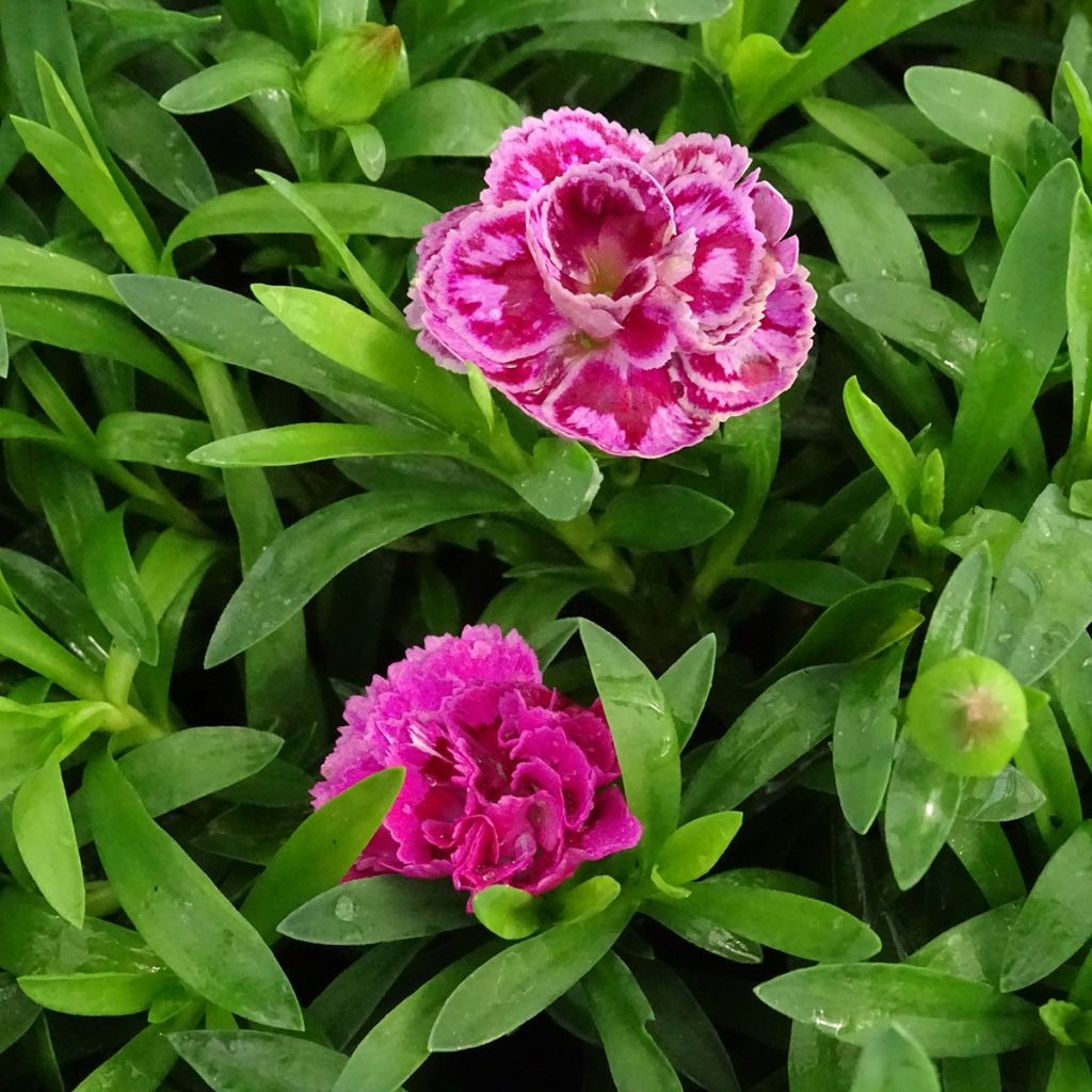 Neilikka Sunflor Sinclair