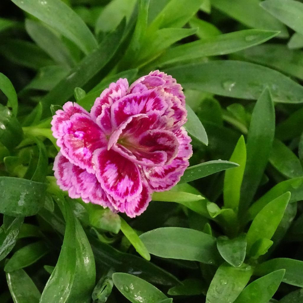 Neilikka Sunflor Sinclair