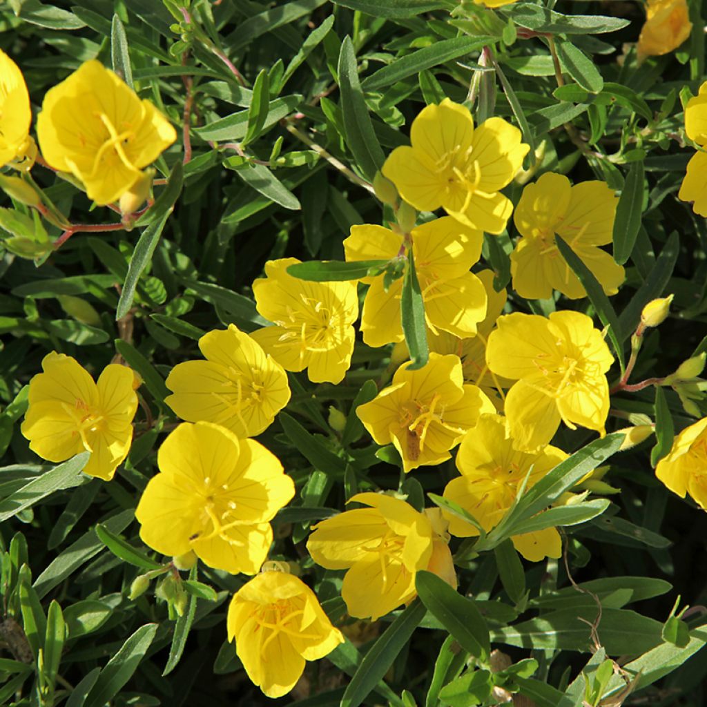 Kultahelokki Sonnenwende