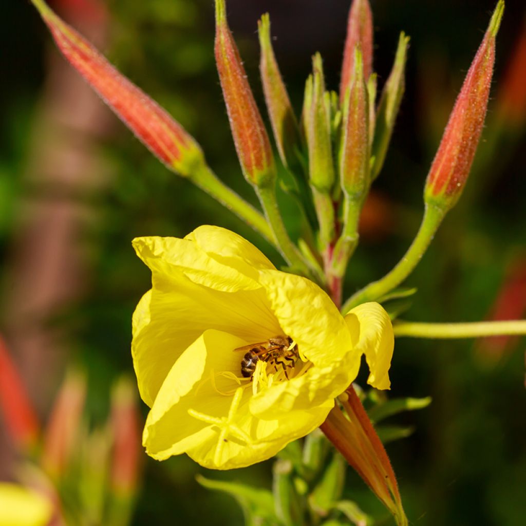 Jättihelokki - Oenothera glazioviana
