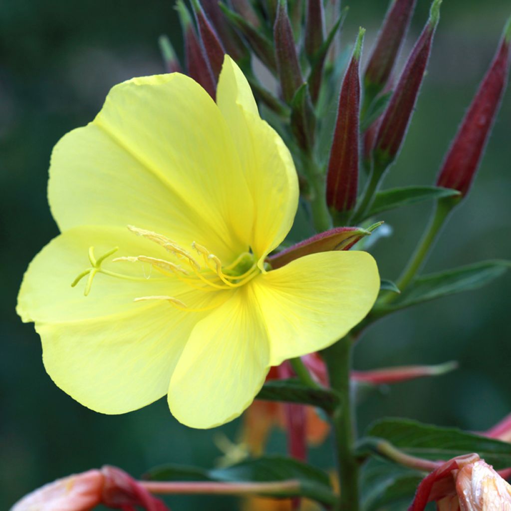 Jättihelokki - Oenothera glazioviana