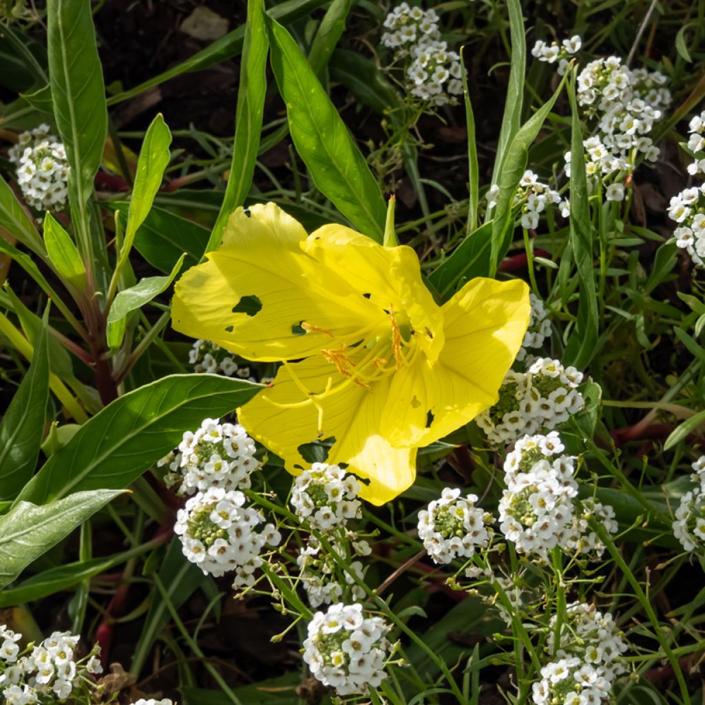 Isohelokki - Oenothera missouriensis