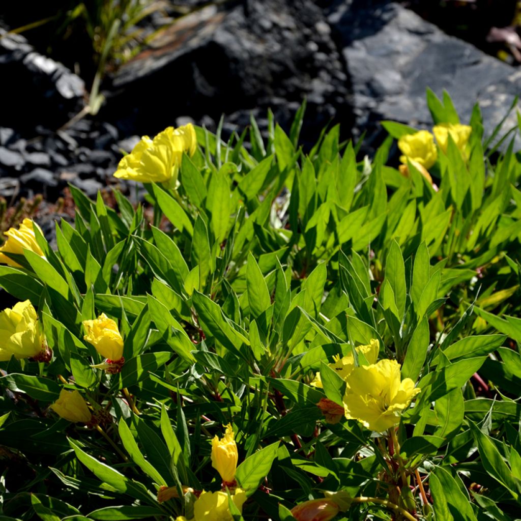 Isohelokki - Oenothera missouriensis