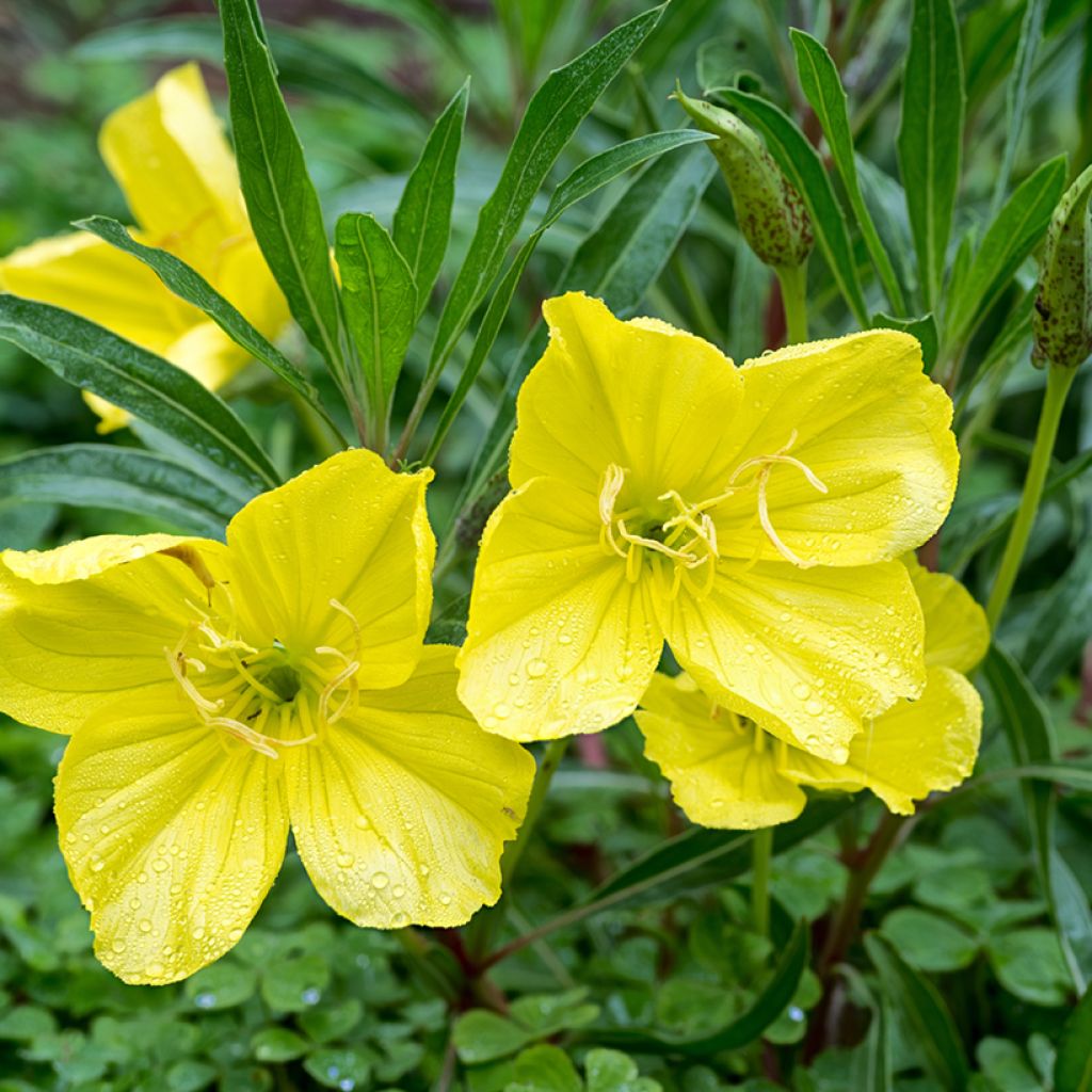 Isohelokki - Oenothera missouriensis