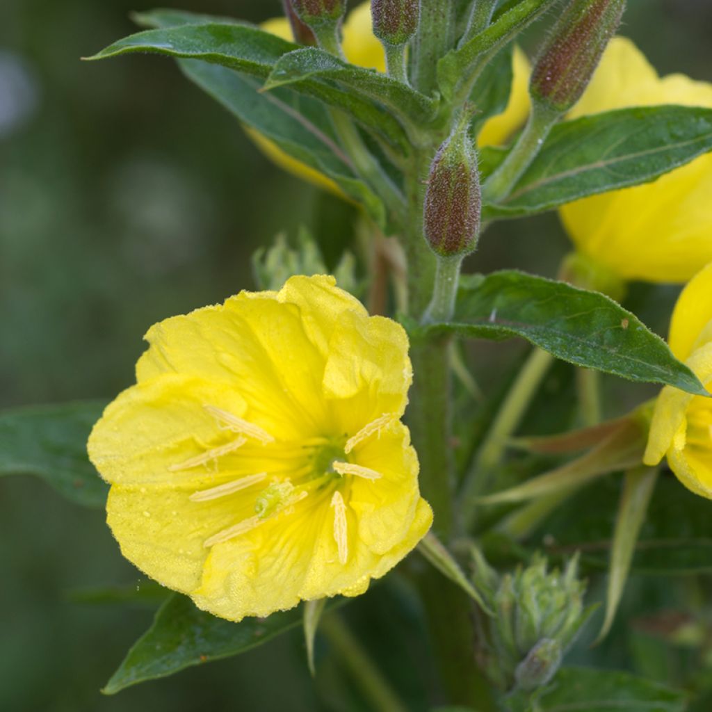 Isohelokki - Oenothera missouriensis