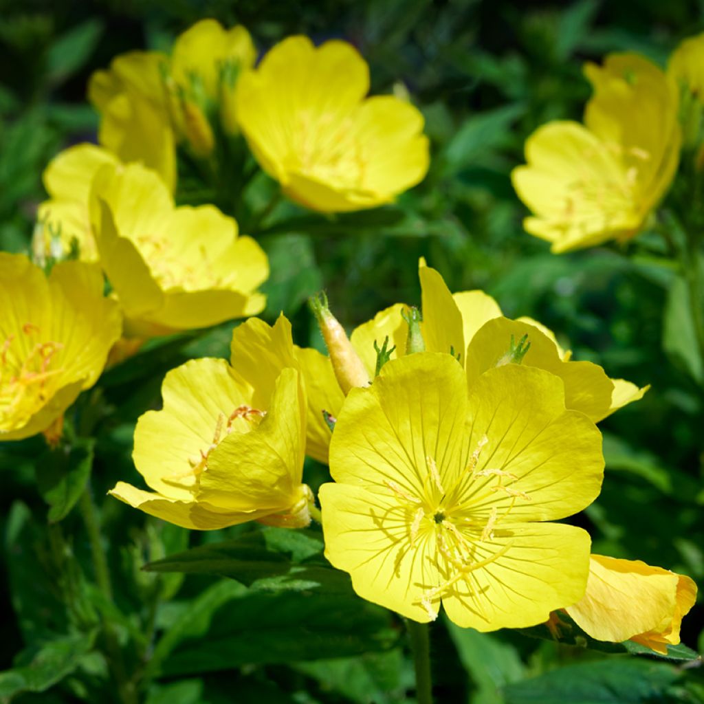 Isohelokki - Oenothera missouriensis