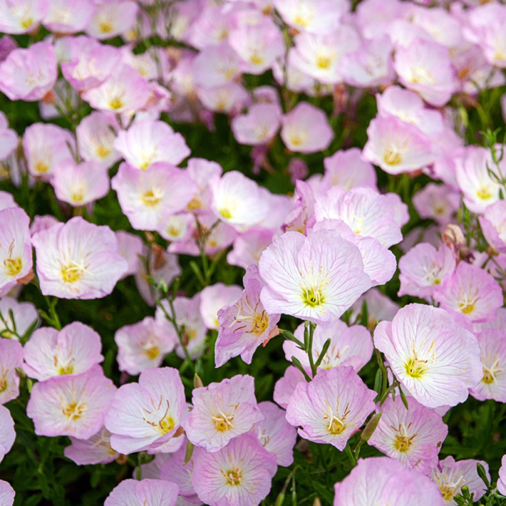 Komeahelokki - Oenothera speciosa