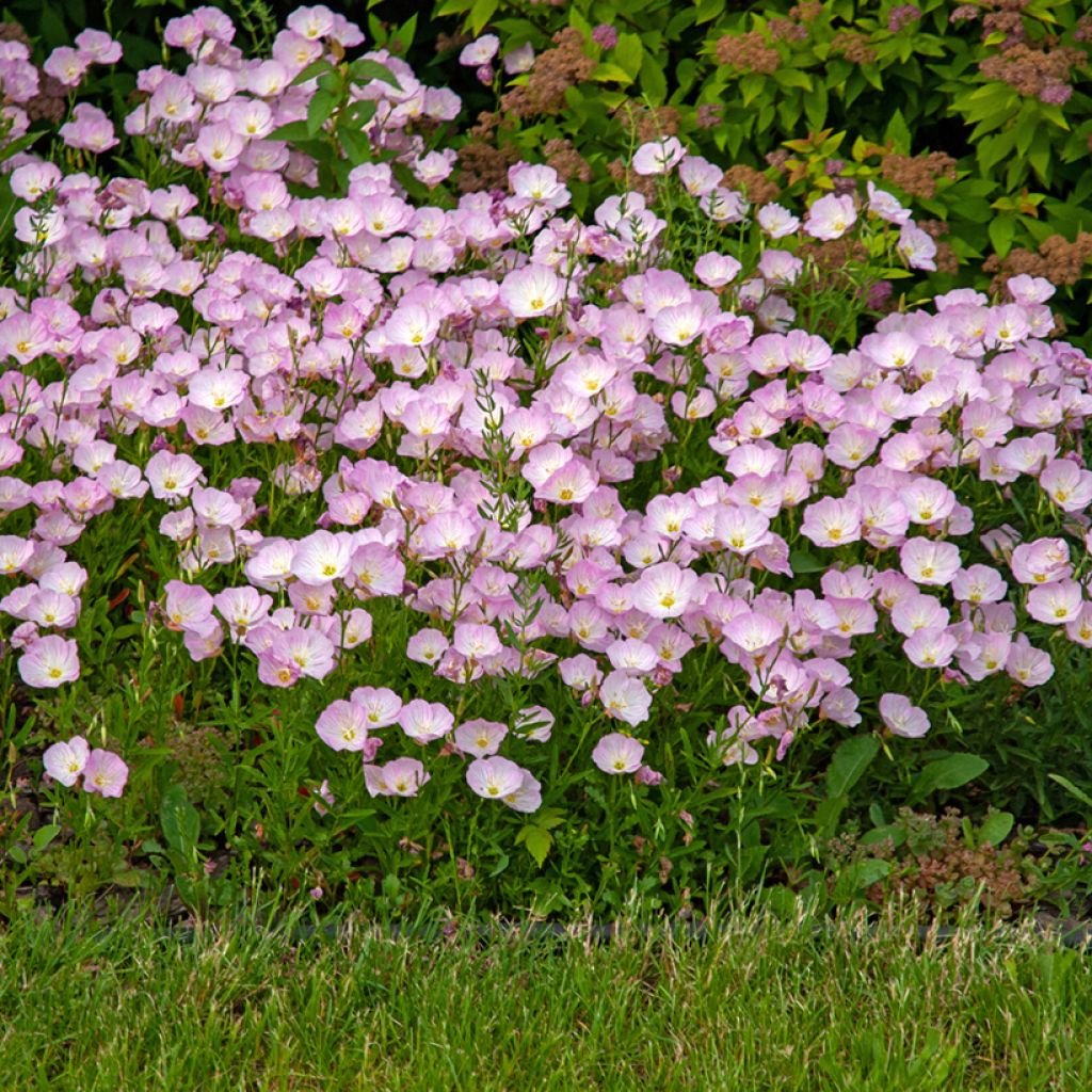 Komeahelokki - Oenothera speciosa