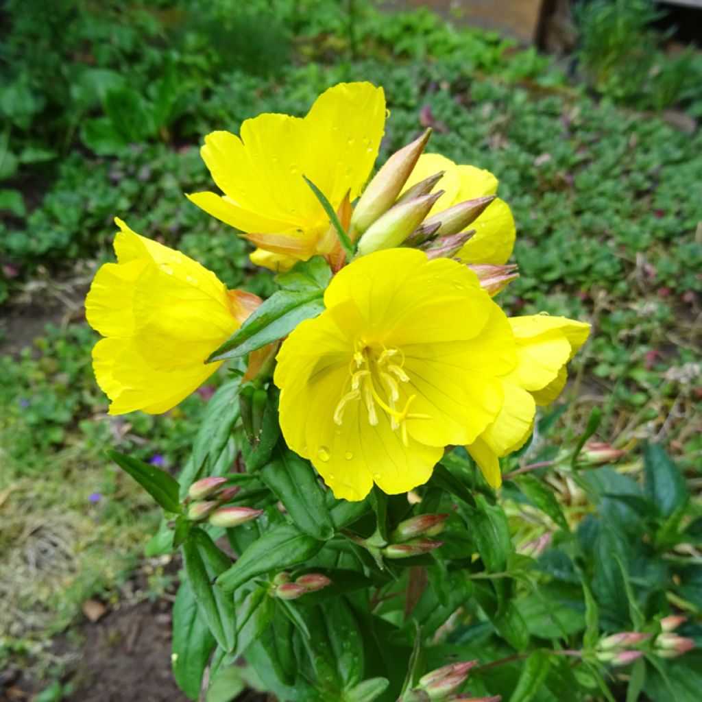 Kultahelokki - Oenothera tetragona
