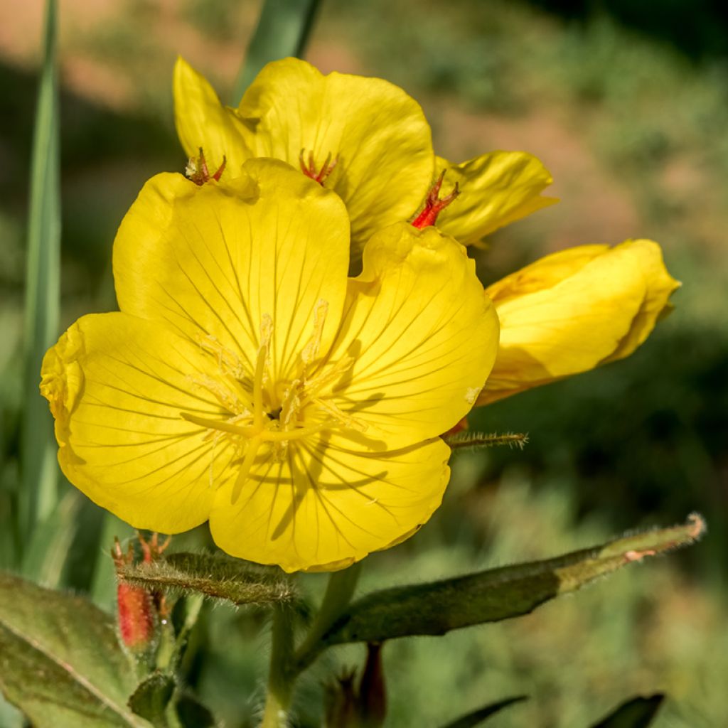 Kultahelokki - Oenothera tetragona