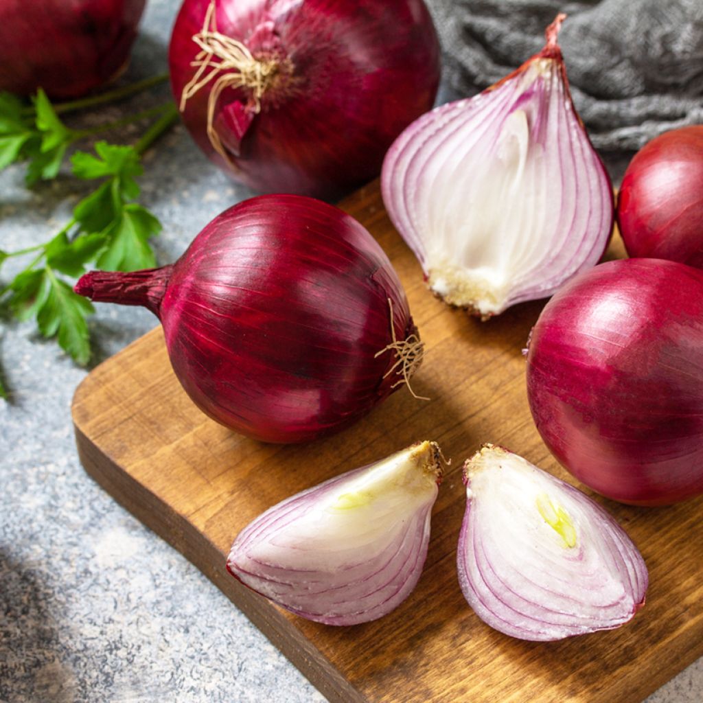 Punasipuli Rossa di Toscana