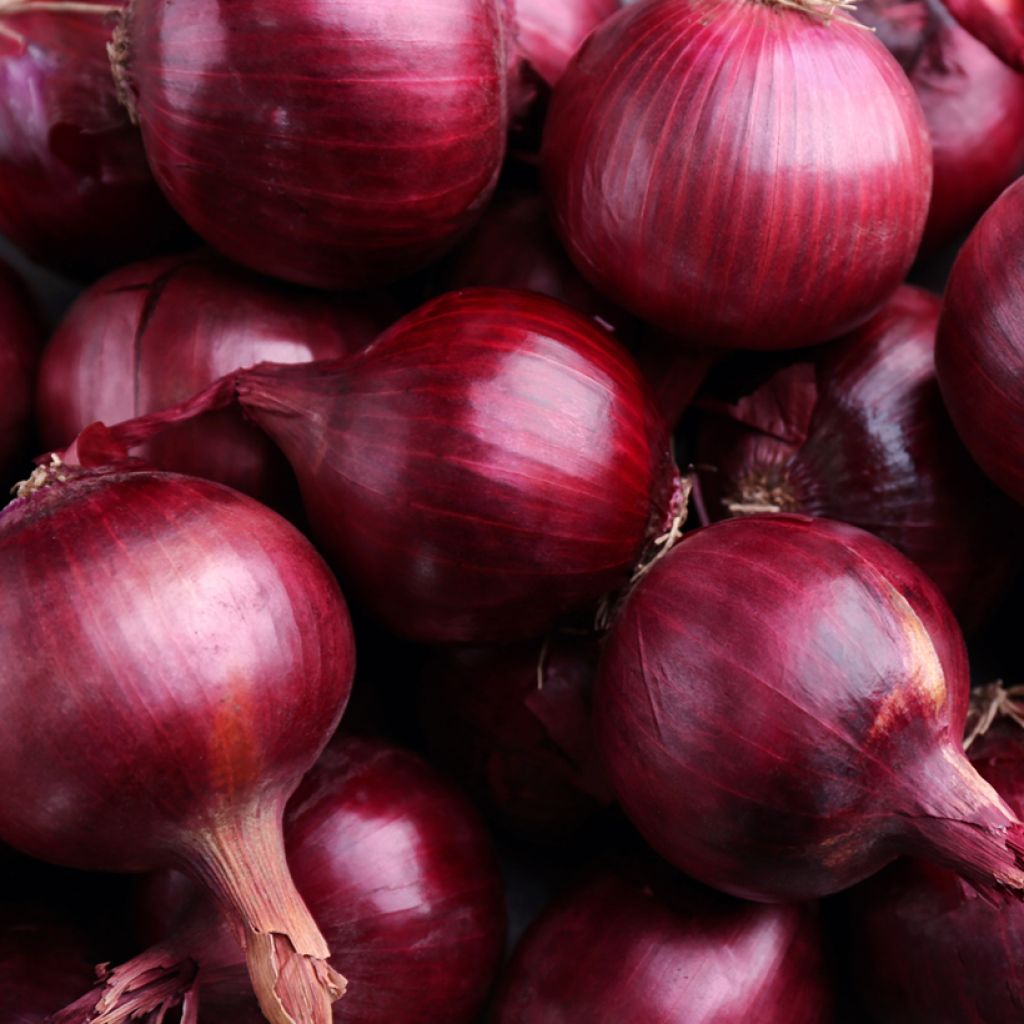 Punasipuli Rouge foncé de Brunswick