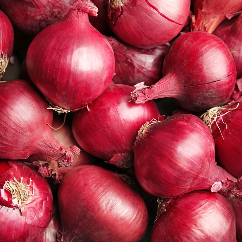 Punasipuli taimena - Allium cepa