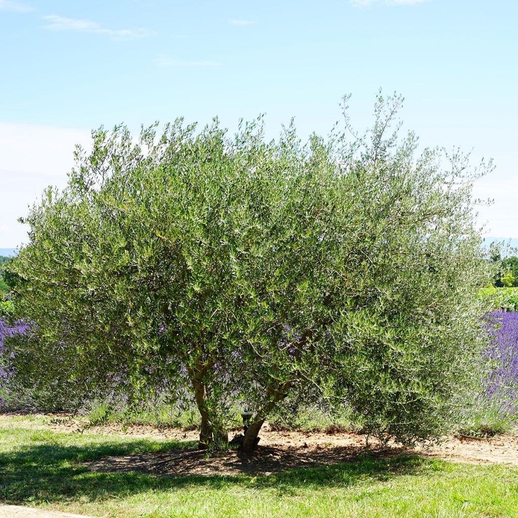 Öljypuu - Olea europaea