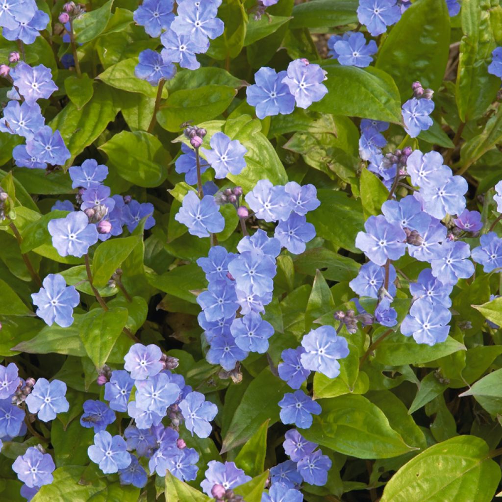 Turkinkaihonkukka - Omphalodes cappadocica