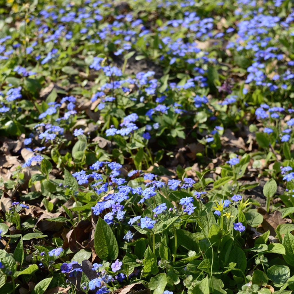 Turkinkaihonkukka - Omphalodes cappadocica