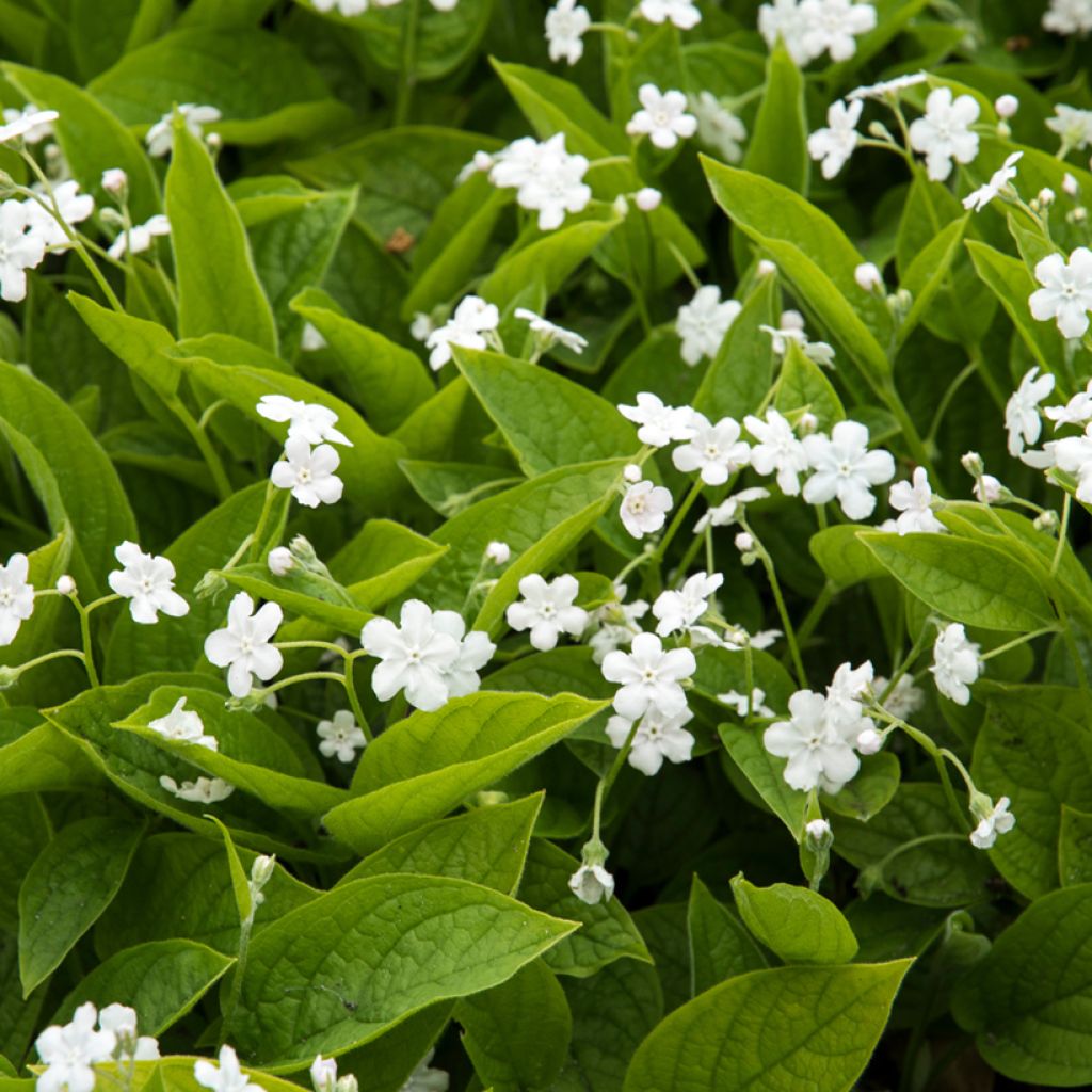 Kevätkaihonkukka Alba