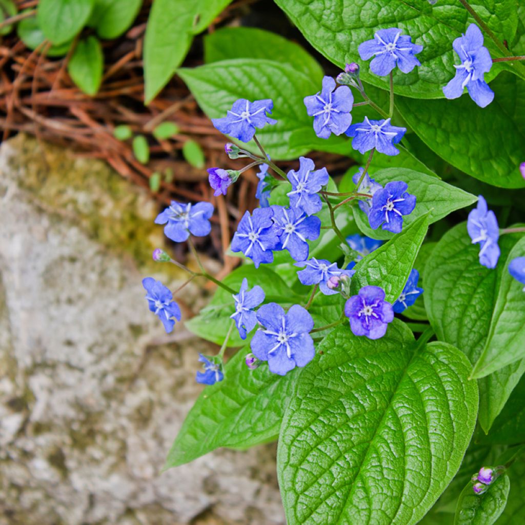 Kevätkaihonkukka - Omphalodes verna
