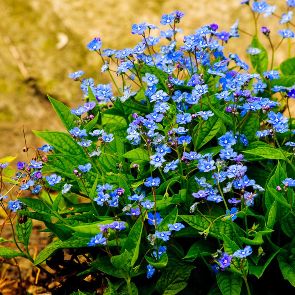 Kevätkaihonkukka - Omphalodes verna