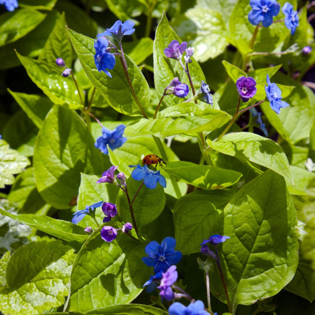 Kevätkaihonkukka - Omphalodes verna