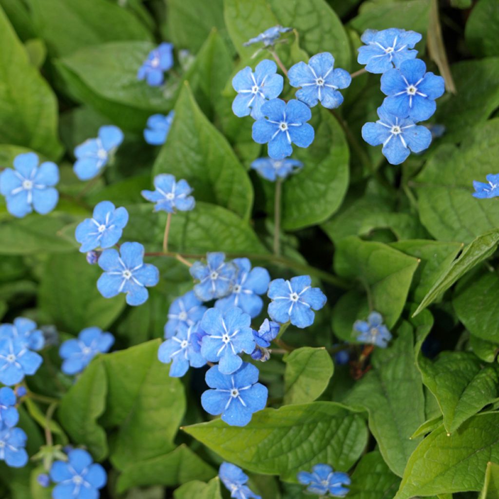 Kevätkaihonkukka - Omphalodes verna