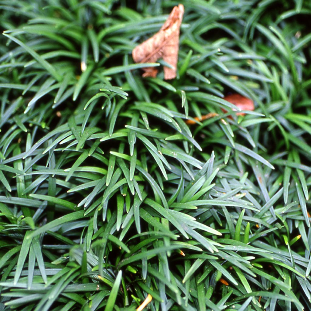 Mukulakäärmeparta Minor - Ophiopogon japonicus