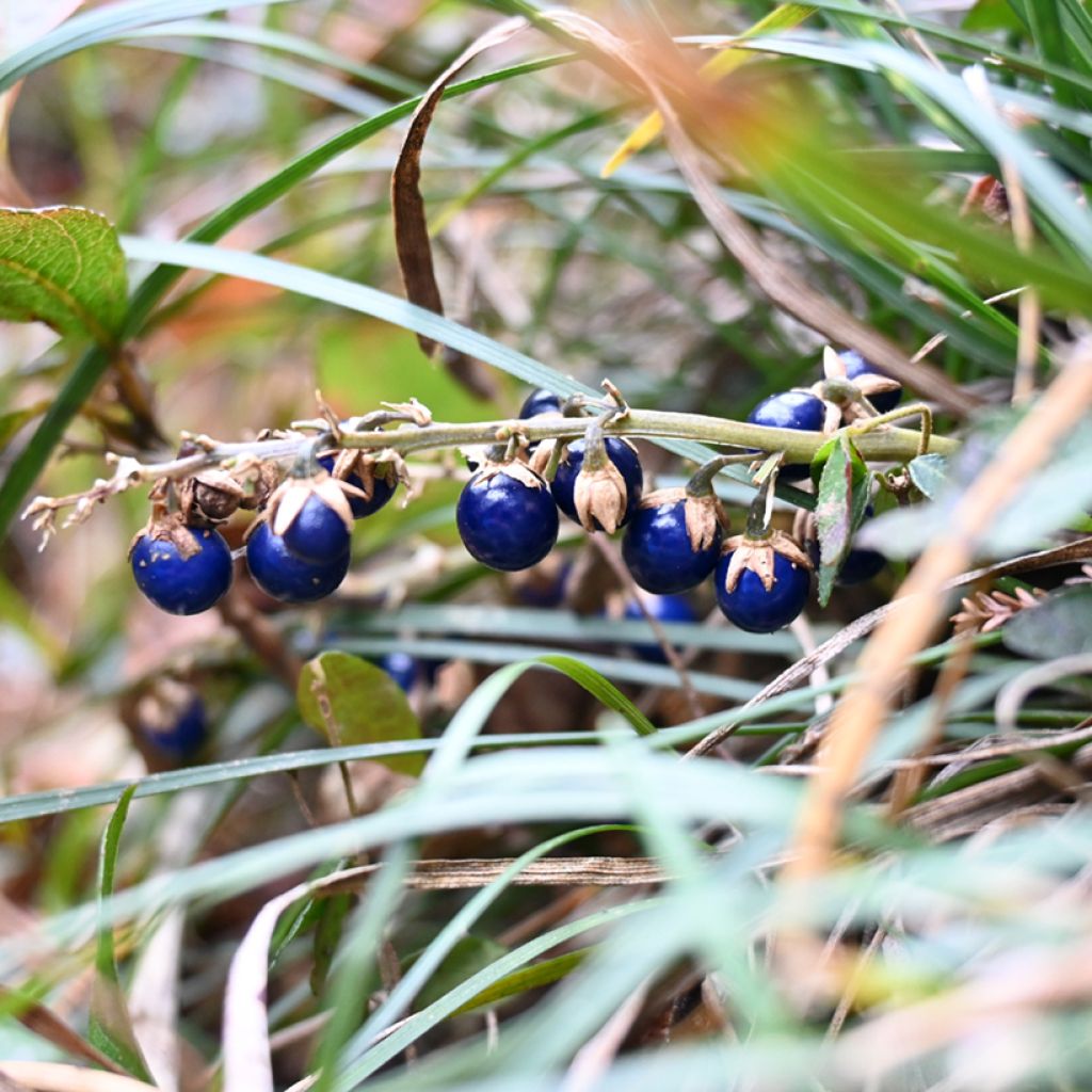 Mukulakäärmeparta Minor - Ophiopogon japonicus