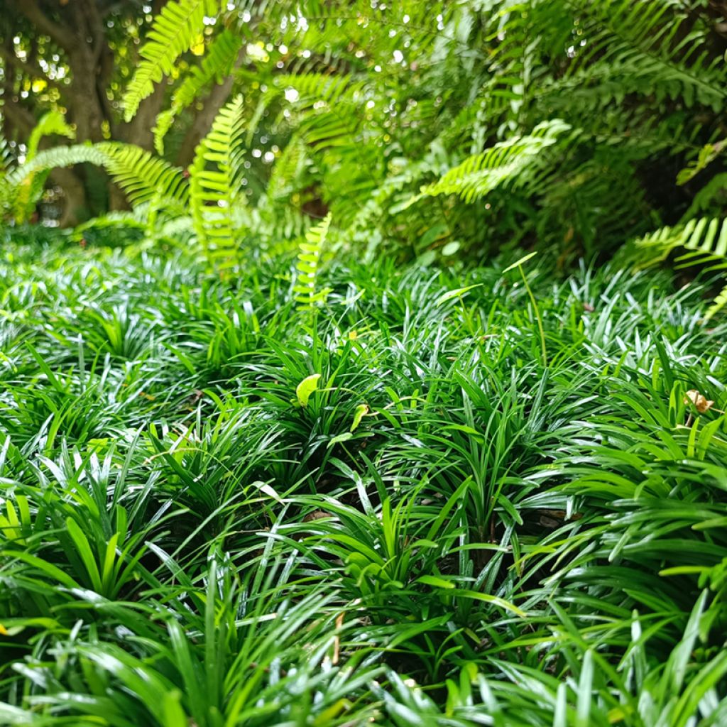 Mukulakäärmeparta Minor - Ophiopogon japonicus
