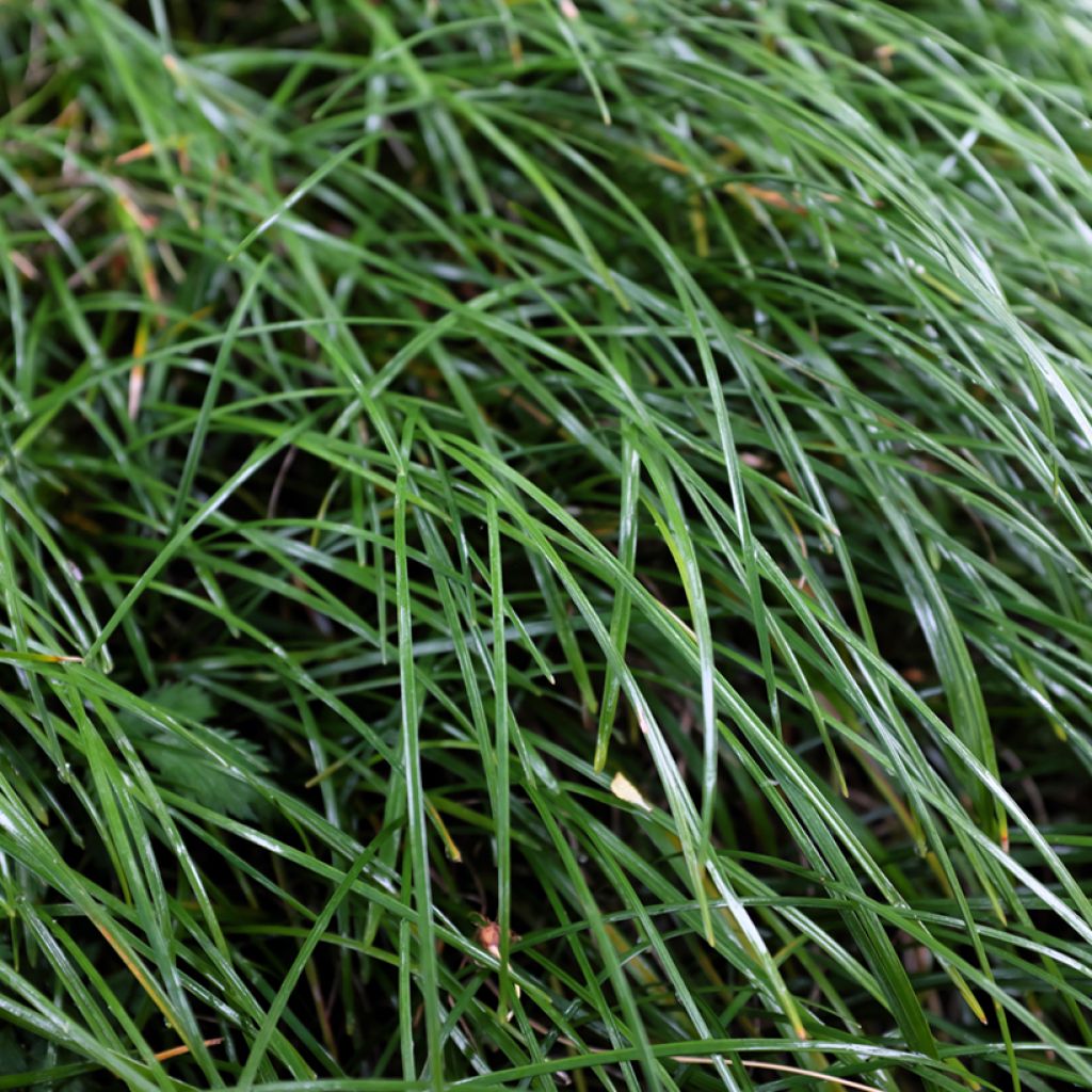 Käärmeenparta - Ophiopogon planiscapus