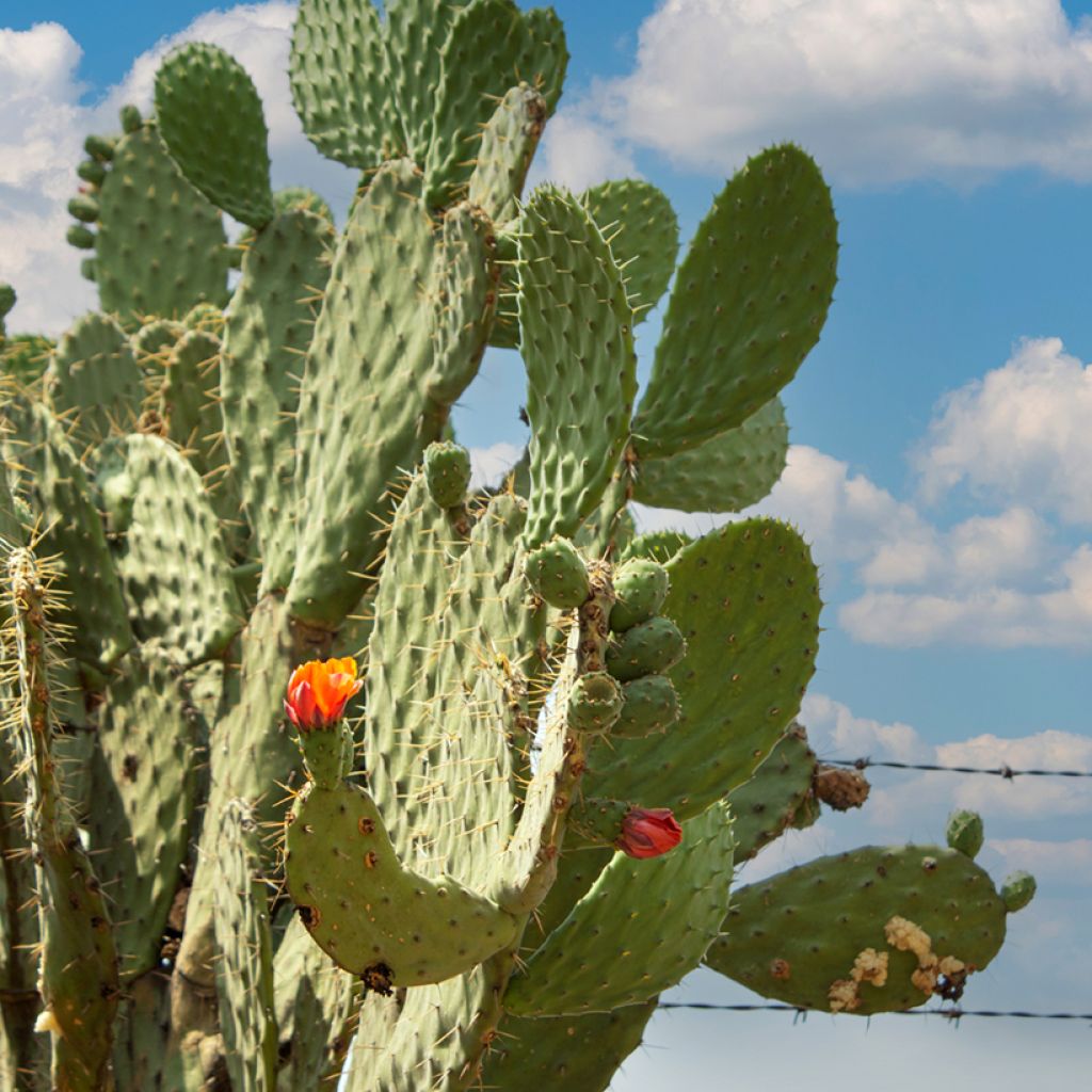 Luumuopuntia var. alta