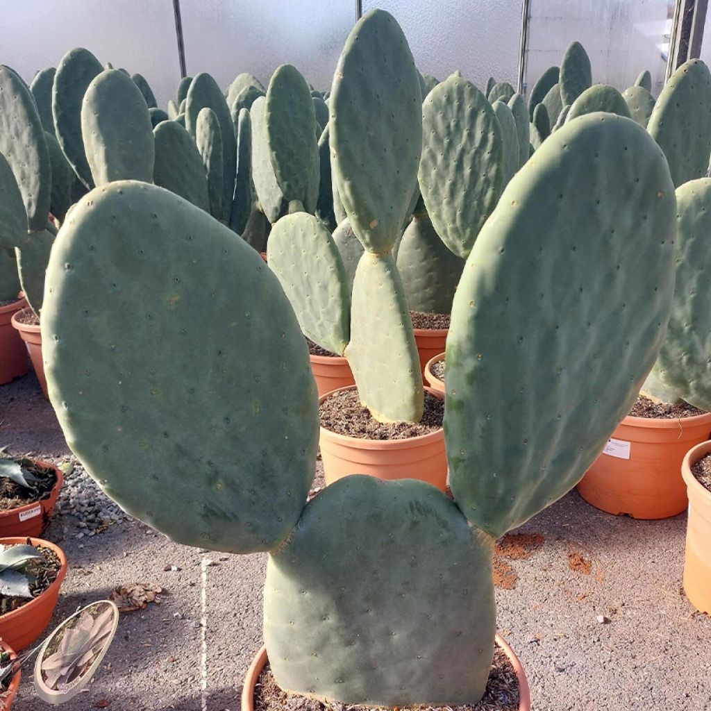 Opuntia hybrida Titania