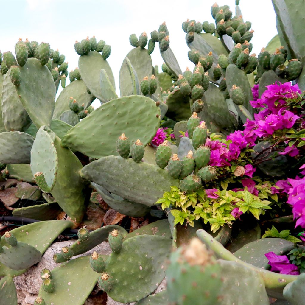 Opuntia hybrida Titania
