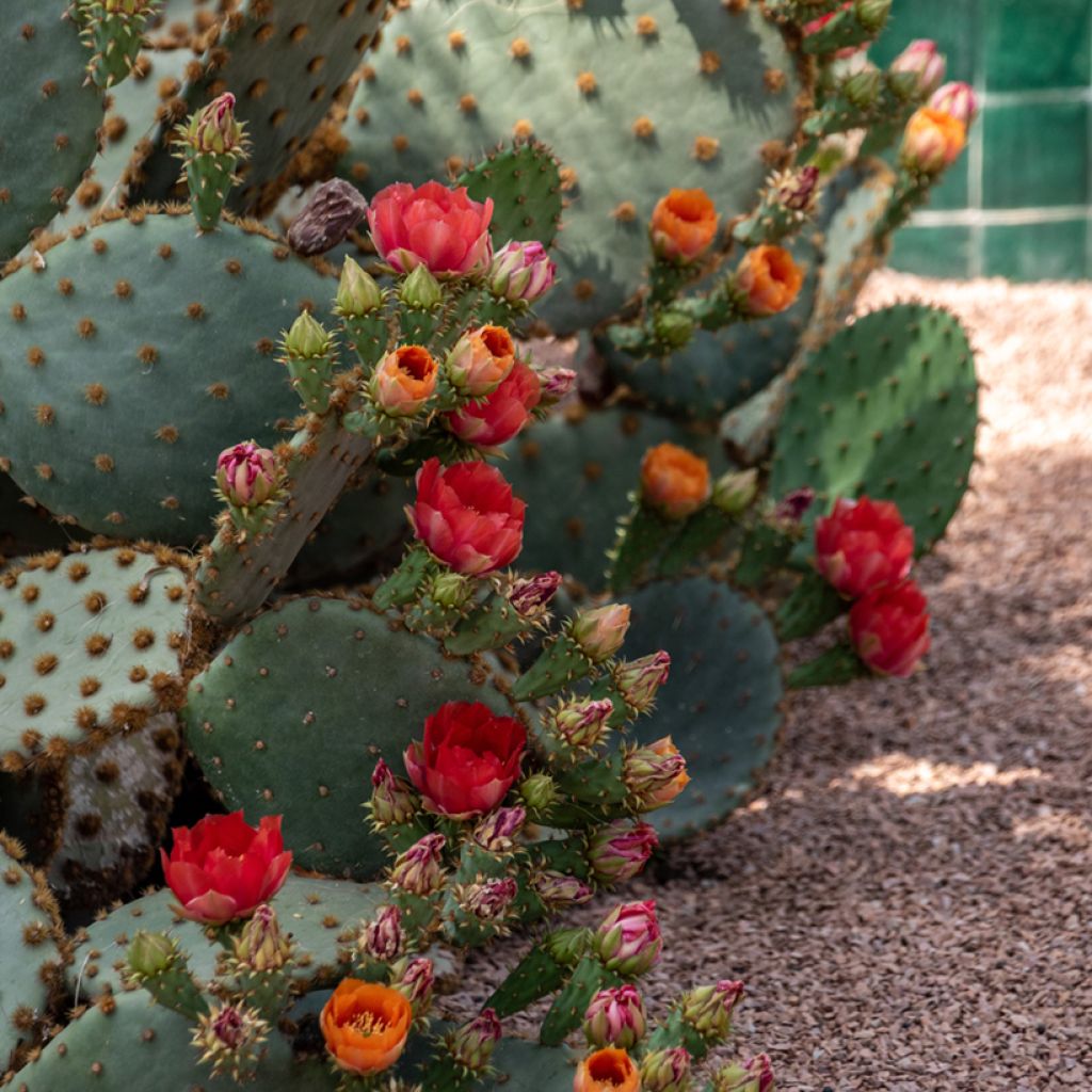Opuntia aciculata