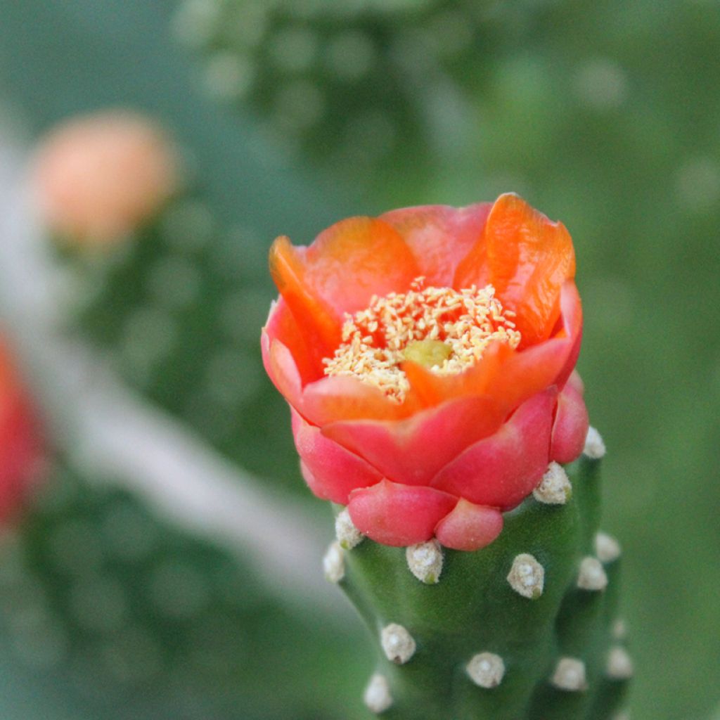 Opuntia aciculata