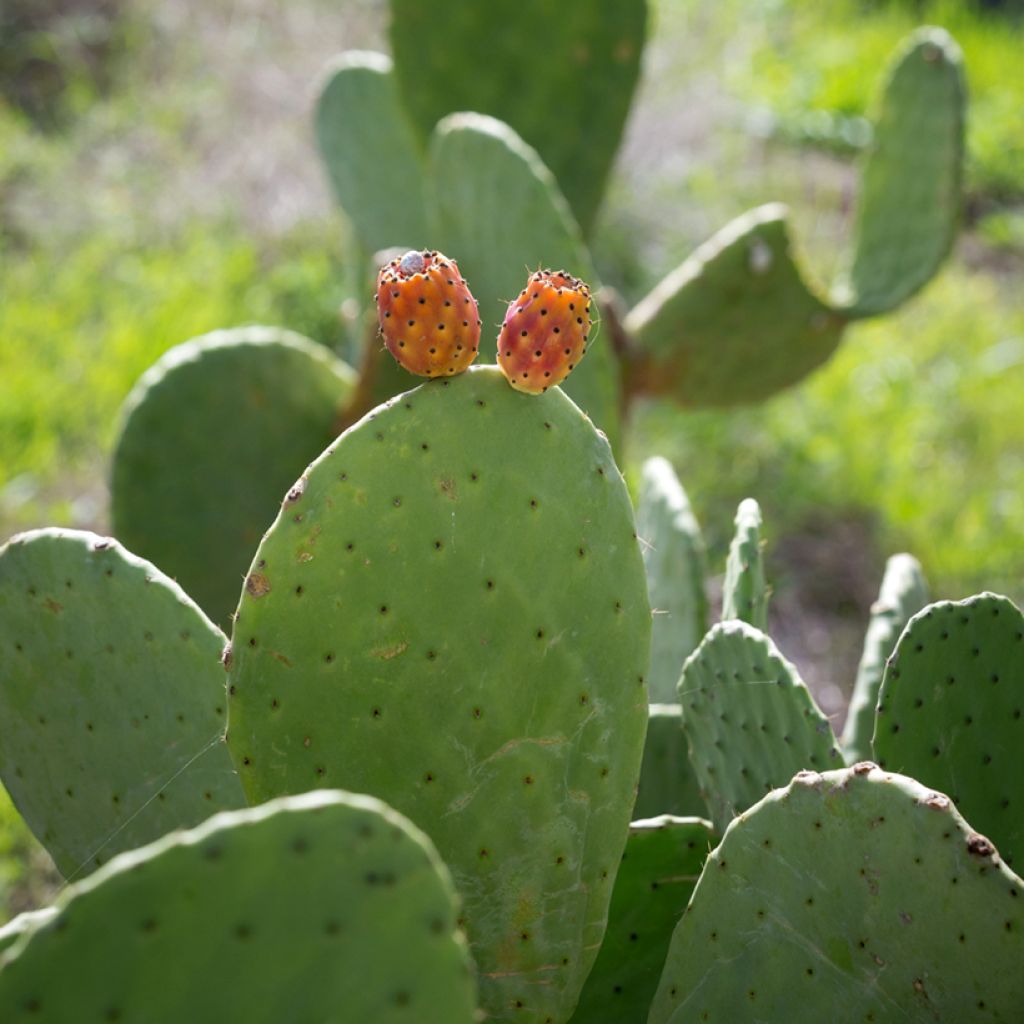 Opuntia aciculata