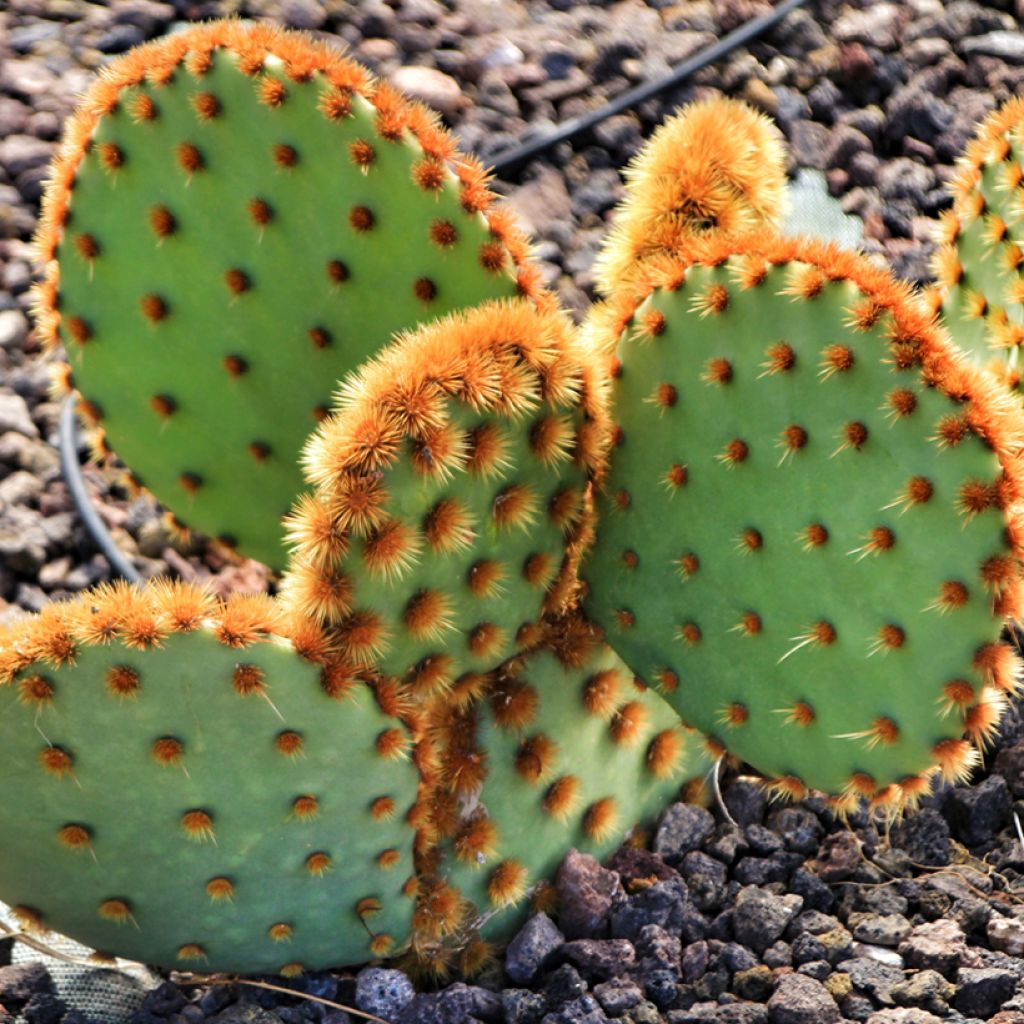 Opuntia aciculata