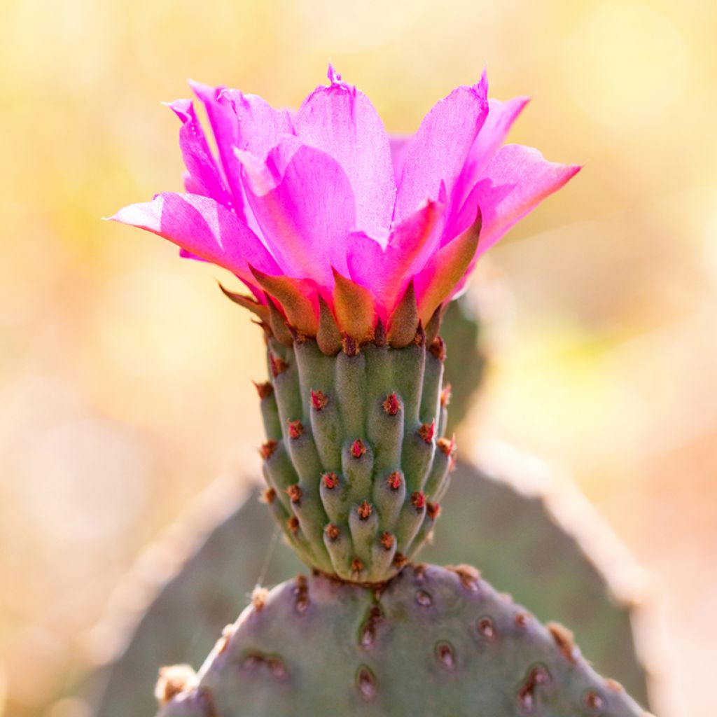 Opuntia basilaris