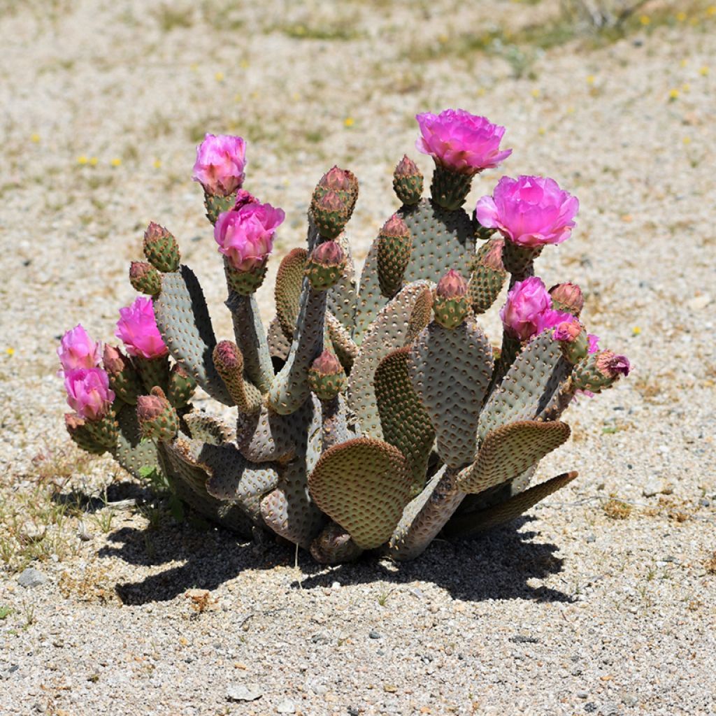 Opuntia basilaris