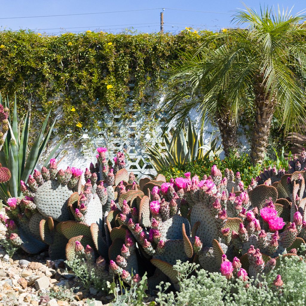 Opuntia basilaris