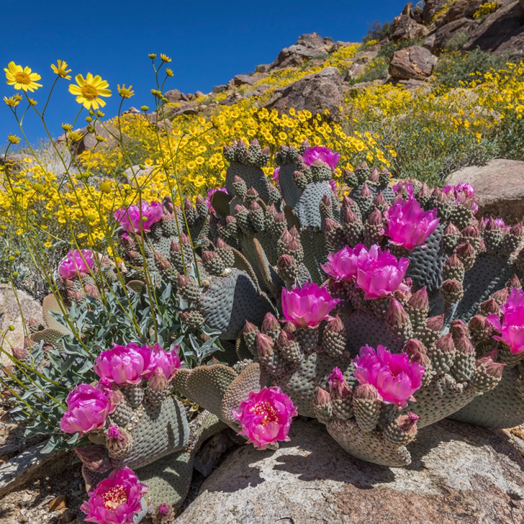 Opuntia basilaris