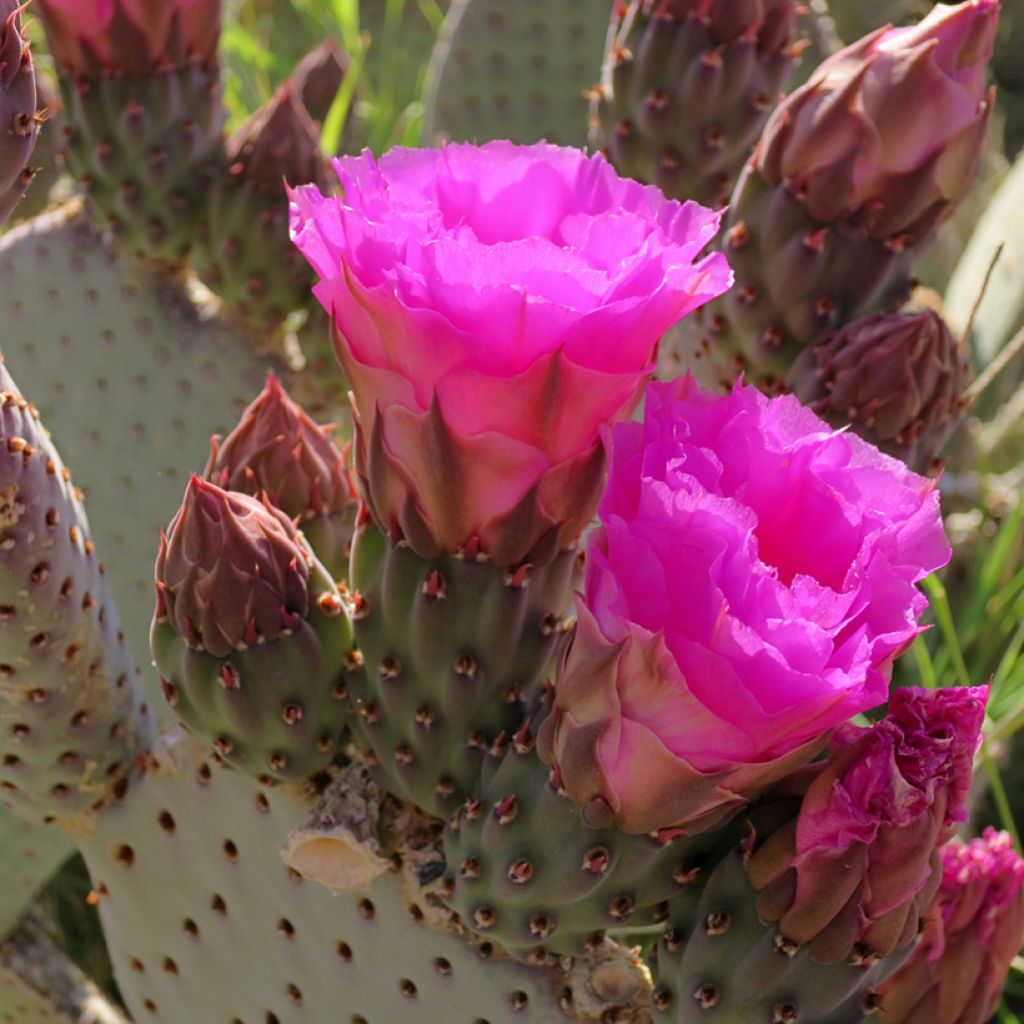 Opuntia basilaris